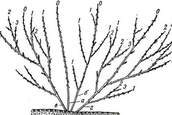 Gooseberry: description, characteristic features of the bushes