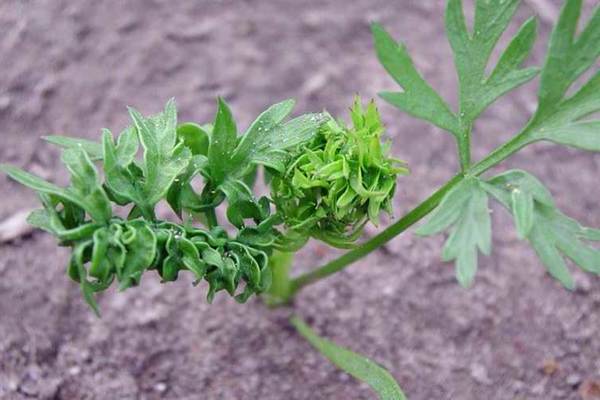 Curly carrots: what to do. Insect species that can damage carrot crops