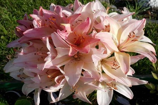 Globular lily: photo, detailed information about the plant