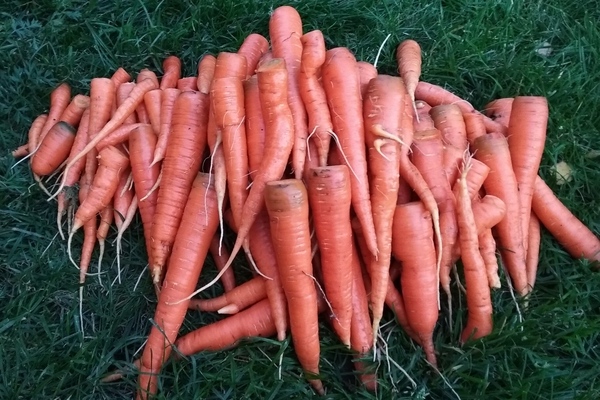 Моркова кралица на есента: кратко описание на сорта