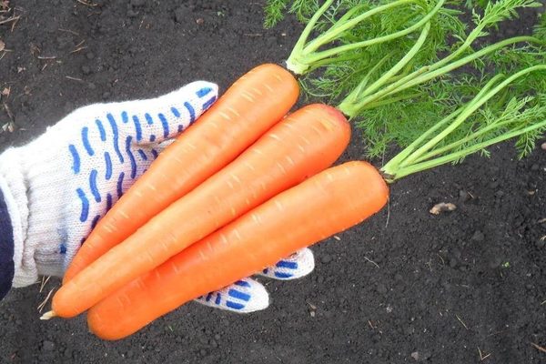 морков самсън ревюта