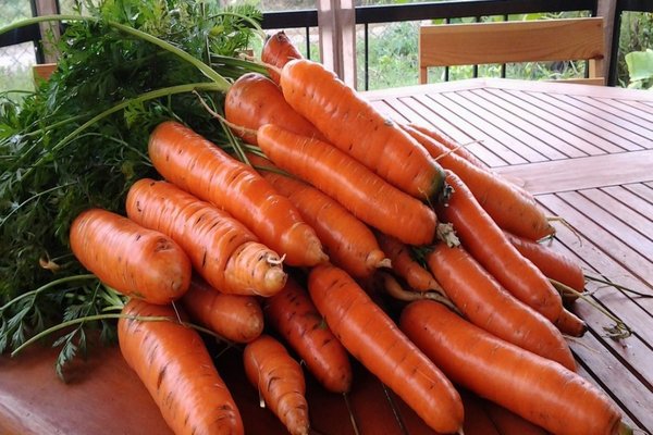 снимка морков самсън