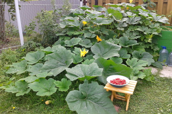 Is it possible to plant pumpkins and zucchini next to each other: crop compatibility when planting