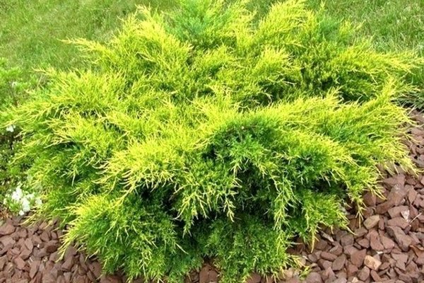 Juniper Old Gold description, full characteristics