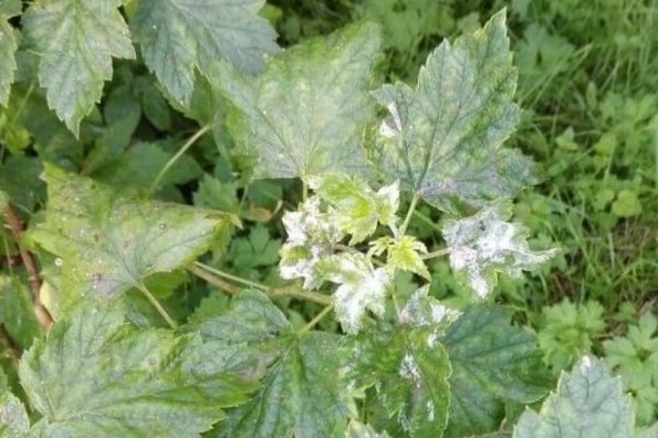 Spider mite sa mga currant: anong banta ang dala nito