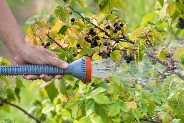 Acaro del ribes: come affrontarlo prima della fioritura del cespuglio