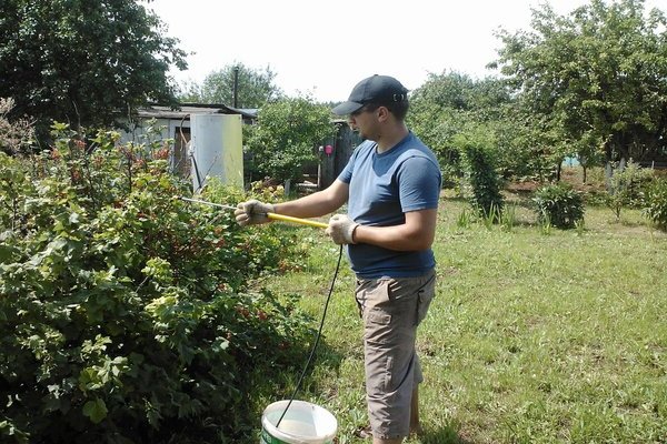 Przędziorek na porzeczkach: fotografia, walka z czynnikami biologicznymi