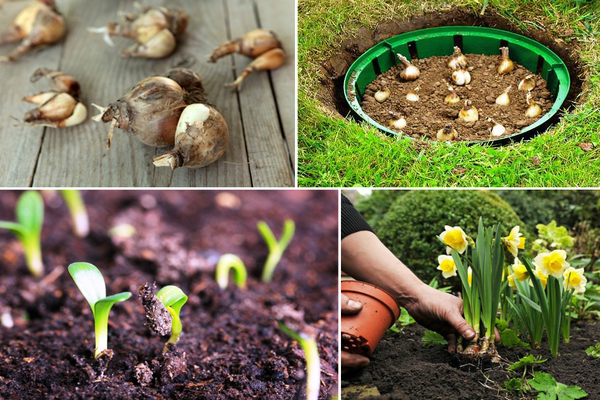 transplantere påskeliljer etter blomstring