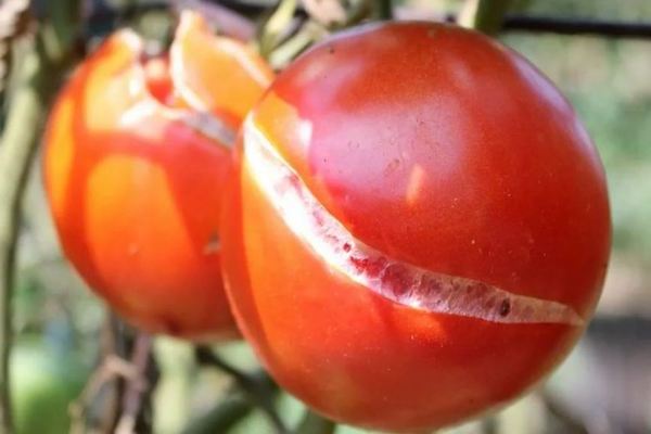 Защо доматите се напукват при узряване: накратко за доматите