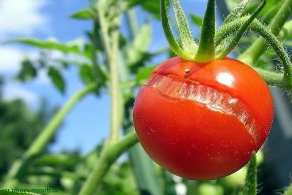 Tại sao cà chua bị nứt khi chín