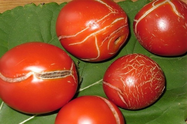 Tại sao cà chua nứt trong nhà kính