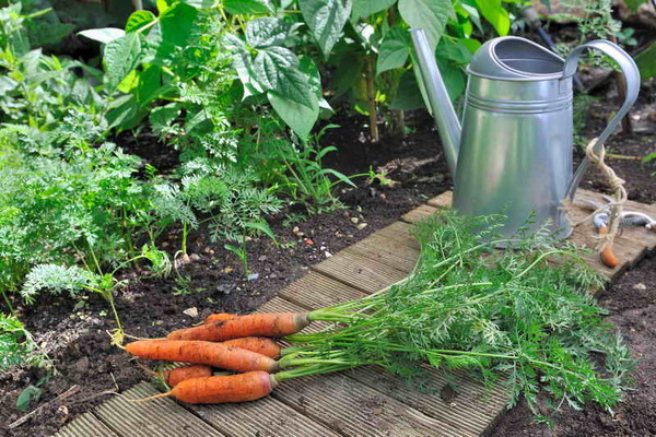 feeding carrots with potassium permanganate