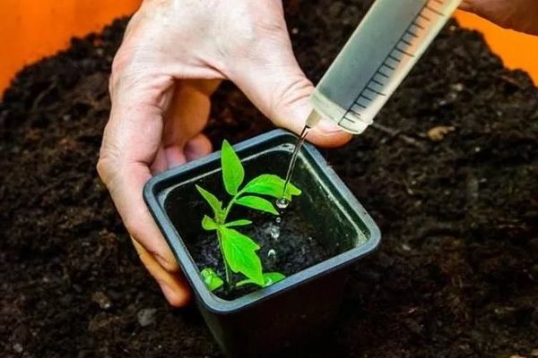 Top dressing tomato seedlings: the best time