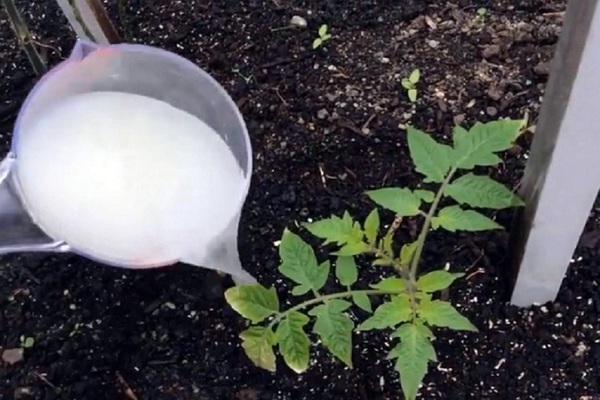 Fertilizing tomato seedlings: when to use fertilizer Athlete