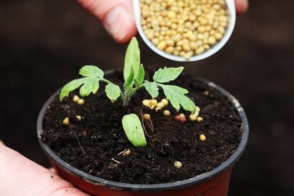 How to feed tomato seedlings after picking with fertilizer Krepysh