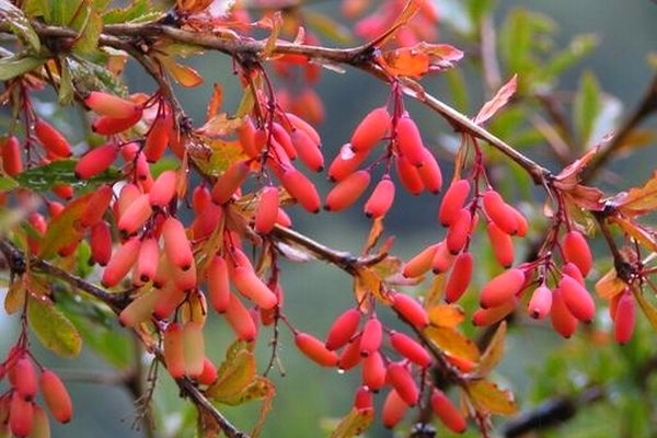 barberry ทั่วไป