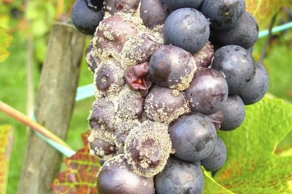 Pelēkā puve uz vīnogām: kā cīnīties, cēloņu apraksts