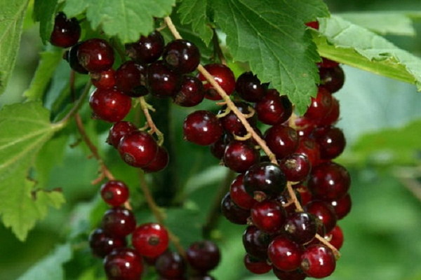 червено френско грозде виксне