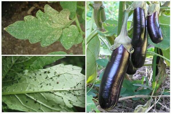 hvordan bli kvitt bladlus på aubergine