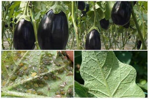 remèdes populaires pour les pucerons aubergine