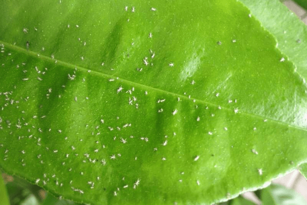 كيف تقاتل حشرات المن على النباتات الداخلية. حشرات المن - من هذا؟