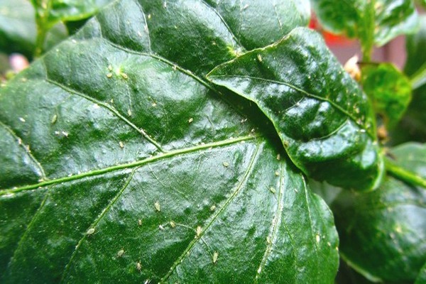 Aphid pada tanaman dalaman cara melawan. Bagaimana aphids masuk ke rumah anda?