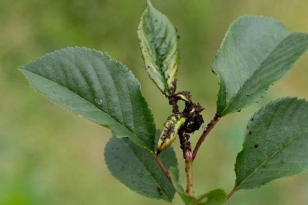 Aphids on cherries: how to get rid of, why they appear and how to recognize