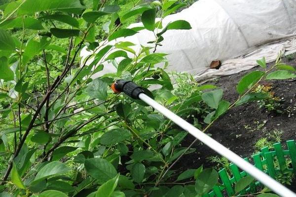 Aphids on cherries: how to get rid of