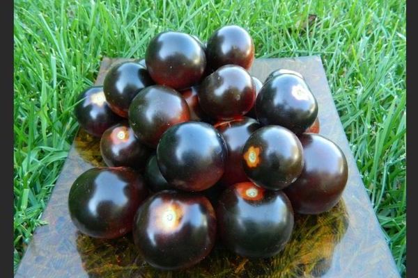 Bouquet de tomates noires : une petite excursion dans l'histoire