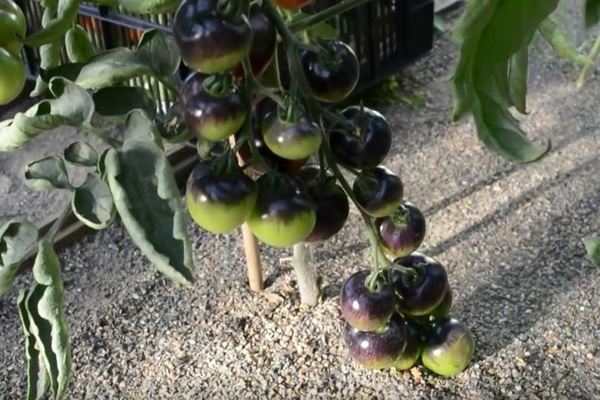 Tomatoes Black bunch: photo, characteristic signs