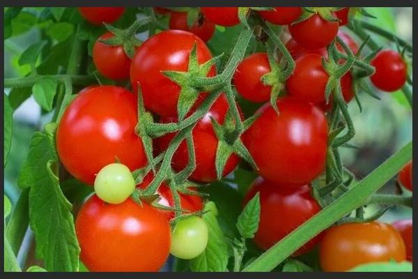 Intuisi Tomato: ciri pelbagai