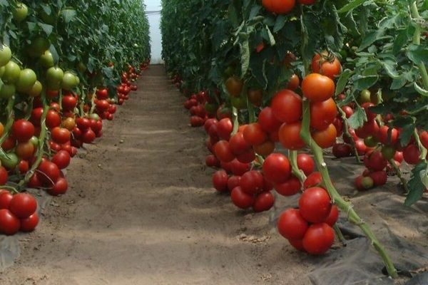 Tomato Intuition photo, advantages and disadvantages