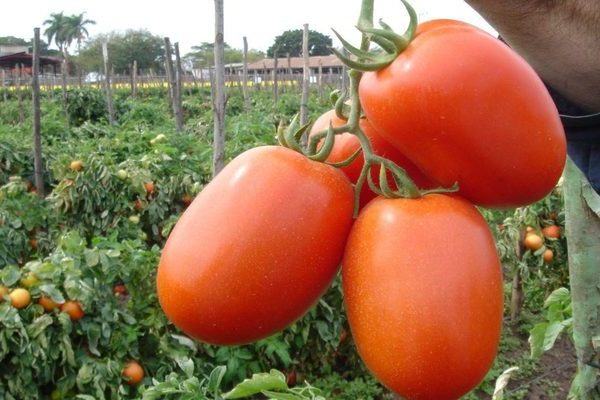 Tomato Novice: ciri-ciri semak