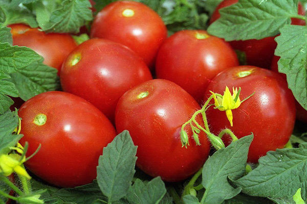 Débutant à la tomate : Description des fruits