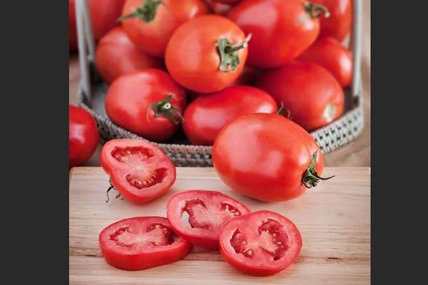 Tomate débutante: une description des avantages et des inconvénients de la variété