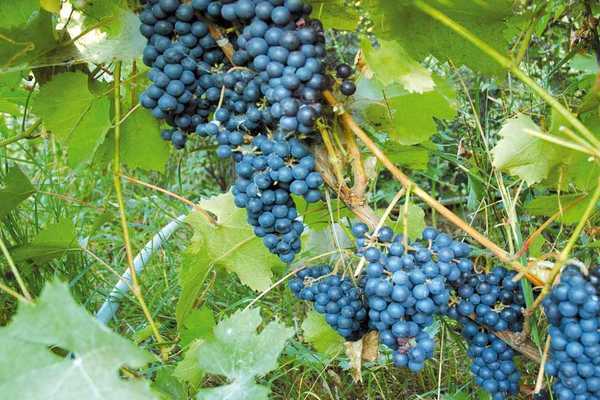 Амурско грозде: описание на сорта, характеристики