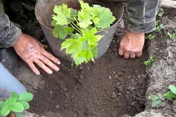 وصف العنب آمور للتكاثر الصحيح ، وخصائص الزراعة