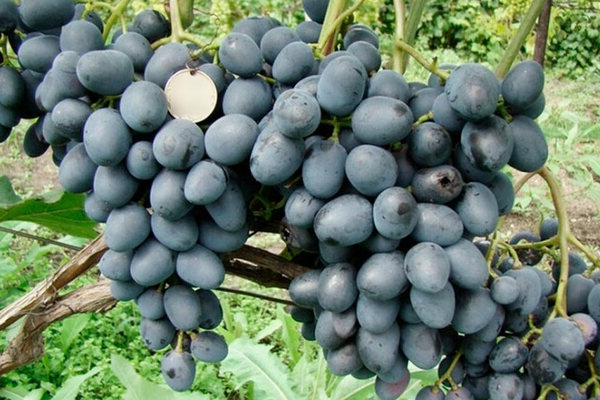 Anggur Charlie: mengenai sejarah penciptaan pelbagai