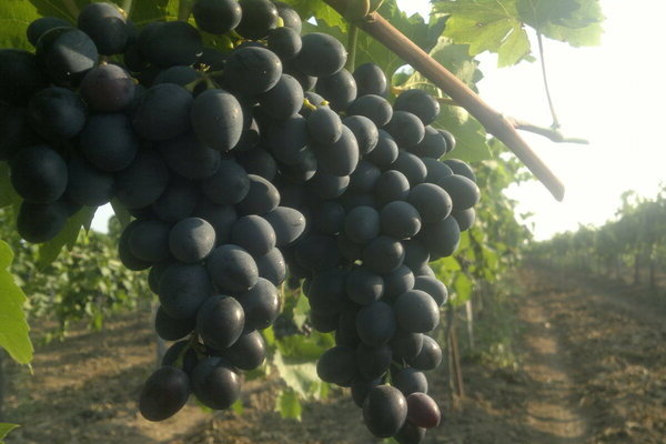 Grapes Moldova: description of the variety, photo