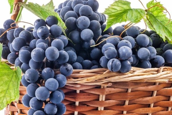 Grapes Moldova: photos, pros and cons
