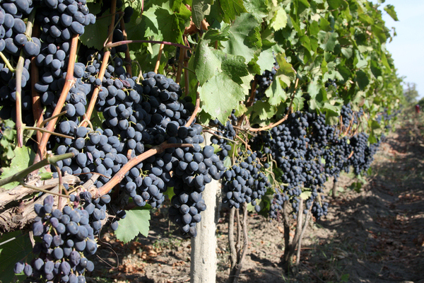Grape variety Moldova: on the correct cultivation of grapes