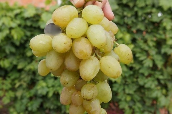 Monarch grapes: variety description
