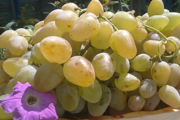 Monarch grapes: the pros and cons of the variety