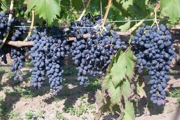 Anggur Nadezhda Azos: penerangan tandan dan buah-buahan