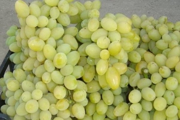 Pleven grapes: variety description