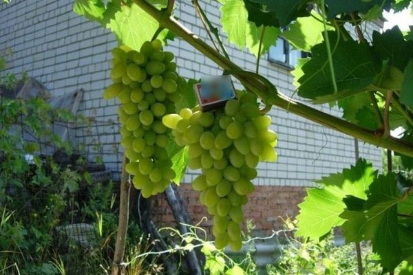 Pleven anggur: perihalan varietas, peraturan penanaman