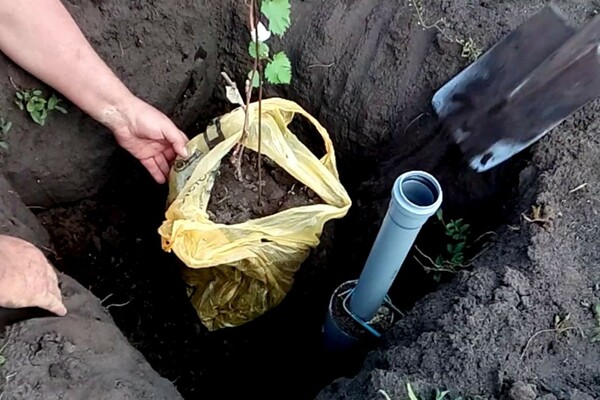 Paano magtanim ng iba't ibang ubas ng rochefort, alagaan ito