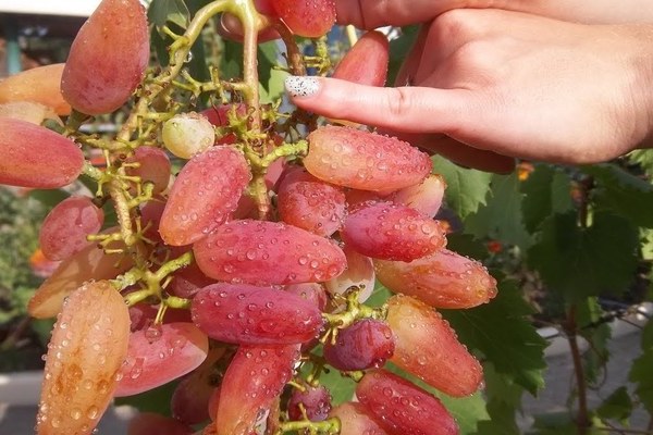 What are the disadvantages of the grape variety Sensation