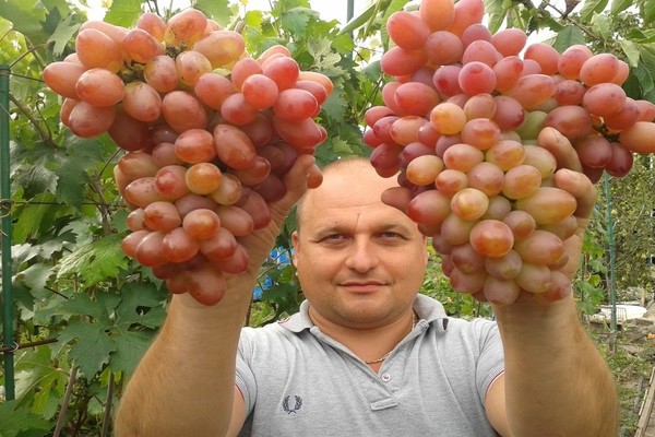 Varieti anggur Sofia: cara menanam buah beri yang besar