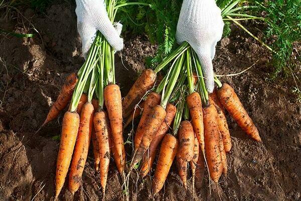 growing carrots in the open field